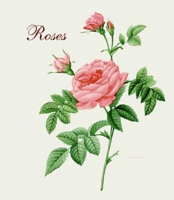 Roses by Pierre Joseph Redoute