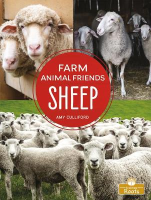 Sheep by Amy Culliford