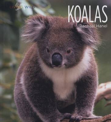 Koalas by Rachael Hanel