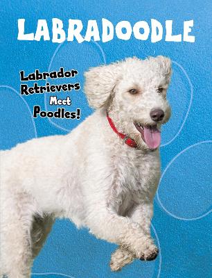 Labradoodle: Labrador Retrievers Meet Poodles! by Sue Bradford Edwards