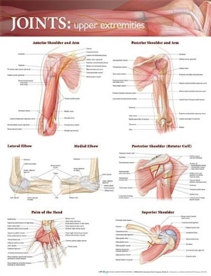 Joints of the Upper Extremities Anatomical Chart book