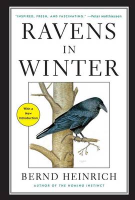 Ravens in Winter by Bernd Heinrich