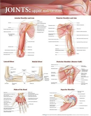 Joints of the Upper Extremities Anatomical Chart by Anatomical Chart Company