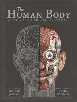 The Human Body: A Pop-Up Guide to Anatomy book