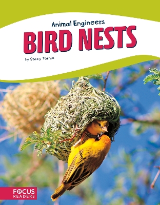 Bird Nests by Stacy Tornio
