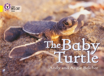 The Baby Turtle by Andy Belcher