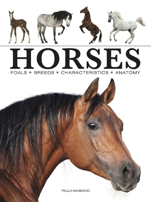 Horses book