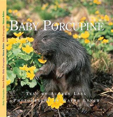 Baby Porcupine by Aubrey Lang