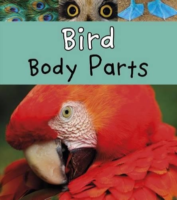 Bird Body Parts by Clare Lewis