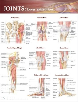 Joints of the Lower Extremities Anatomical Chart by Anatomical Chart Company