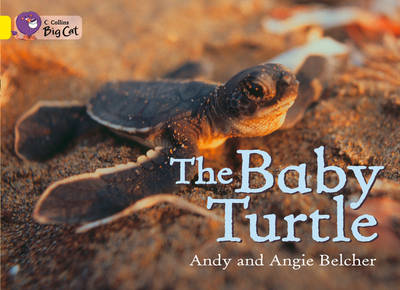 Baby Turtle book