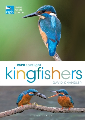 RSPB Spotlight Kingfishers book
