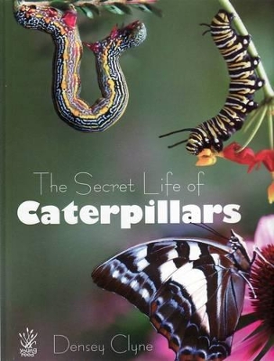 Secret Life of Caterpillars book