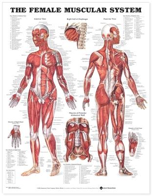 The Female Muscular System Anatomical Chart by Anatomical Chart Company