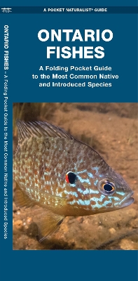 Ontario Fishes: A Folding Pocket Guide to the Most Common Native and Introduced Species book