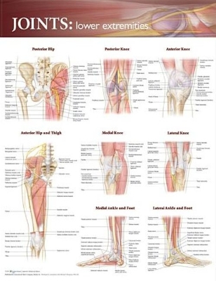 Joints of the Lower Extremities Anatomical Chart book