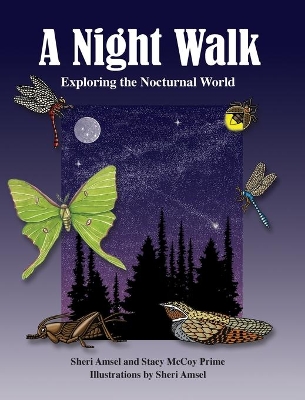 A Night Walk: Exploring the Nocturnal World by Sheri Amsel