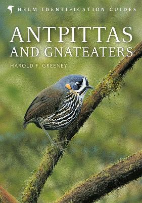 Antpittas and Gnateaters book