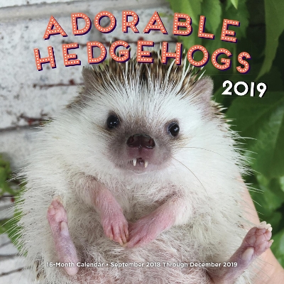 Adorable Hedgehogs 2019: 16-Month Calendar - September 2018 through December 2019 by Parker