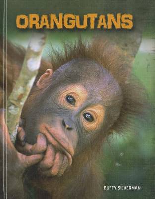 Orangutans by Buffy Silverman