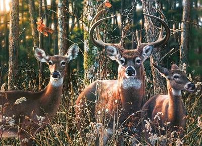 Woodlands Shadow Jigsaw book