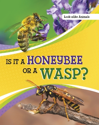 Is It a Honeybee or a Wasp? by Susan B Katz