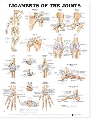 Ligaments of the Joints Anatomical Chart by Anatomical Chart Company