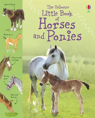Little Book of Horses and Ponies book