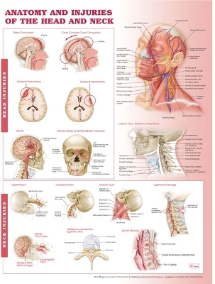 Anatomy and Injuries of the Head and Neck Anatomical Chart book