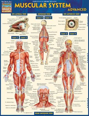 Muscular System Advanced: Quickstudy Laminated Reference Guide book