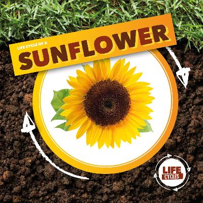 Life Cycle of a Sunflower by Kirsty Holmes