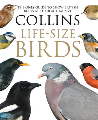 Collins Life-Size Birds: The Only Guide to Show British Birds at their Actual Size by Paul Sterry