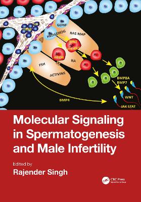 Molecular Signaling in Spermatogenesis and Male Infertility by Rajender Singh