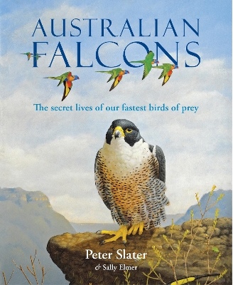 Australian Falcons: The secret lives of our fastest birds of prey book