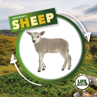 Life Cycle of a Sheep book