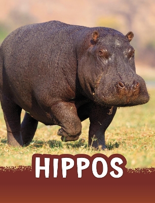 Hippos by Jaclyn Jaycox