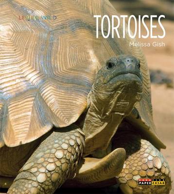 Tortoises by Melissa Gish