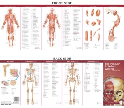 Anatomical Chart Company's Illustrated Pocket Anatomy: The Muscular & Skeletal Systems Study Guide book