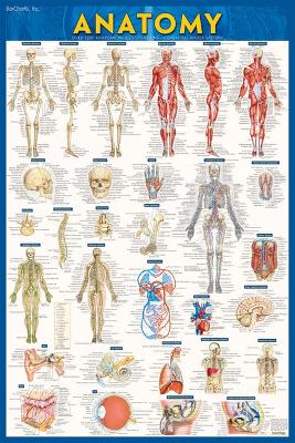 Anatomy Poster - Paper (24 x 36): a QuickStudy reference tool book