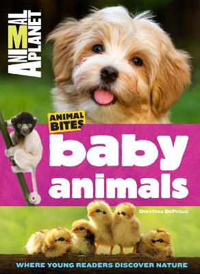 Animal Planet Baby Animals book