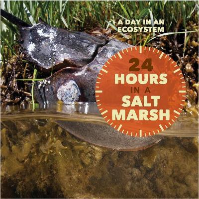 24 Hours in a Salt Marsh by Christy Peterson