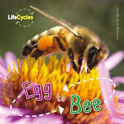 Egg to Bee book