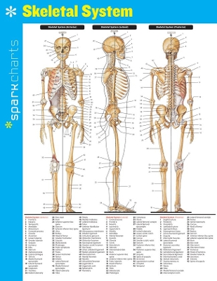 Skeletal System SparkCharts book