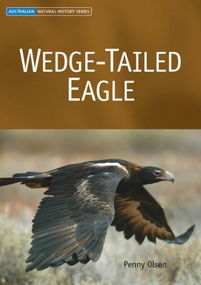Wedge-tailed Eagle by Penny Olsen