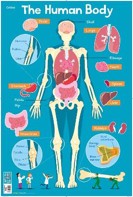 Human Body (Collins Children’s Poster) book