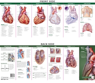 Anatomical Chart Company's Illustrated Pocket Anatomy: Anatomy of The Heart Study Guide by Anatomical Chart Company