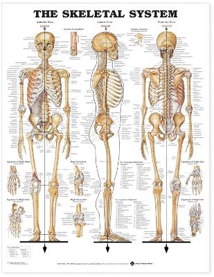 The Skeletal System Anatomical Chart by Anatomical Chart Company