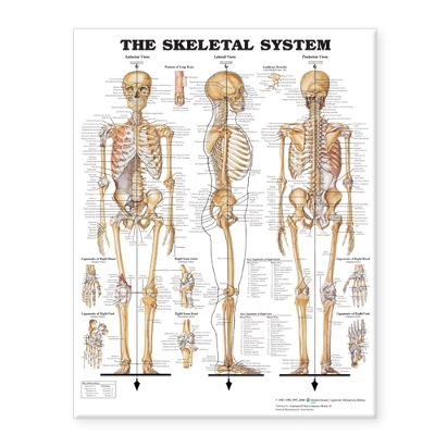 The Skeletal System Giant Chart book