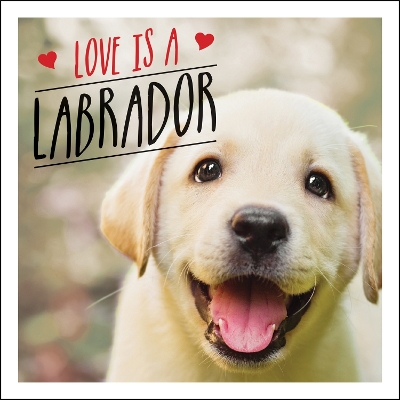 Love is a Labrador: A Lab-Tastic Celebration of the World's Favourite Dog book