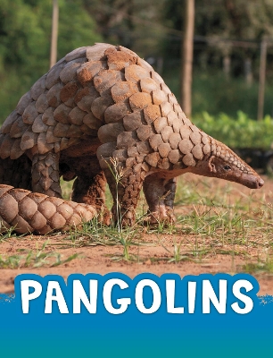 Pangolins by Jaclyn Jaycox